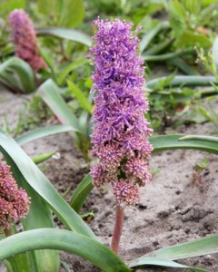 Muscari comosum plumosum.jpg